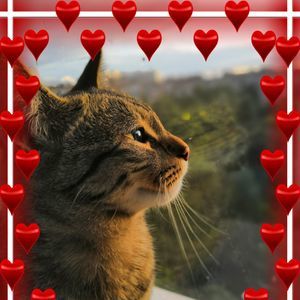 Meet your Posher, Eneida